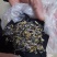 板蓝根种子板蓝根籽包芽率包邮支持大货批发零售