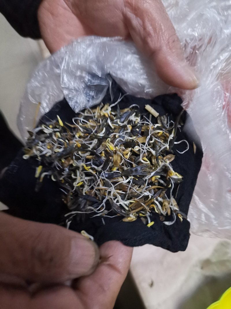 板蓝根种子板蓝根籽包芽率包邮支持大货批发零售