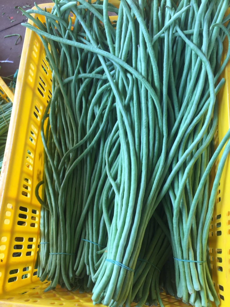 新苗豆角