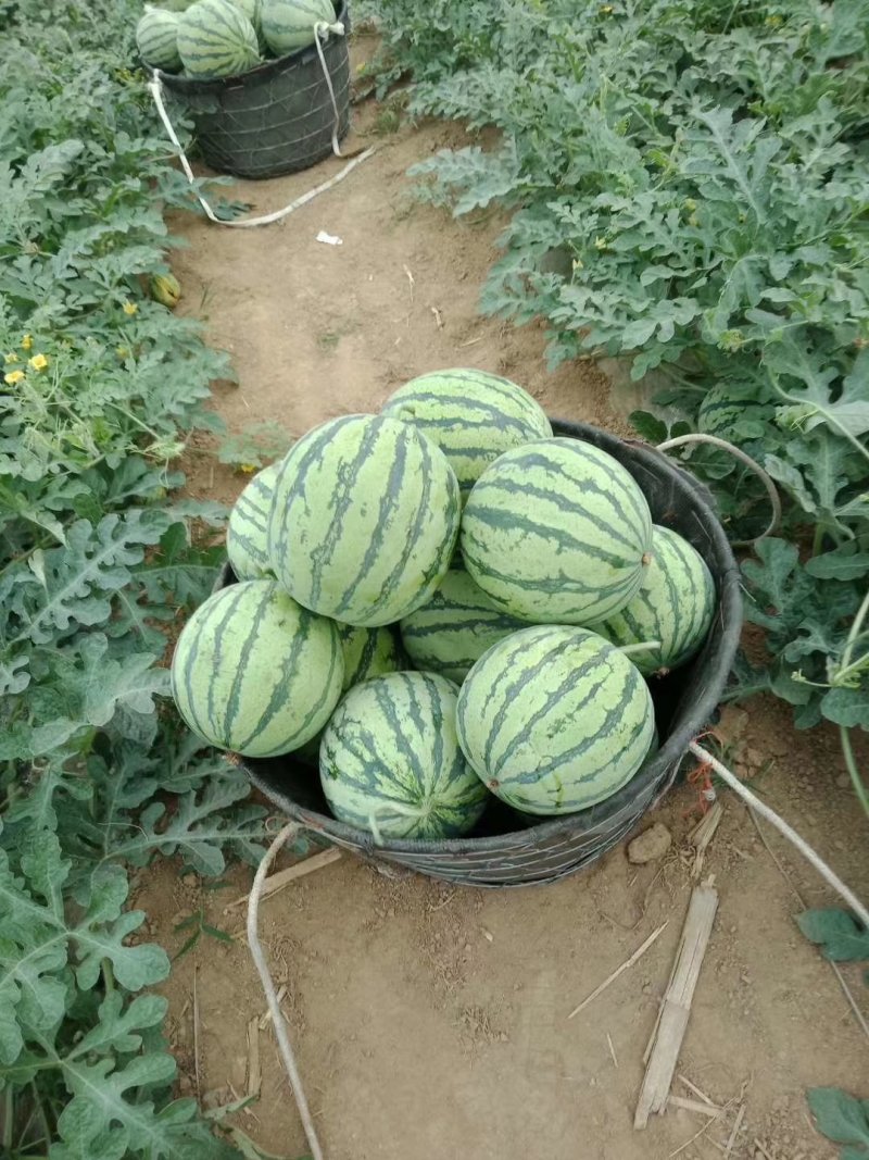 8424无籽有籽头茬高糖分西瓜14糖左右产地直发