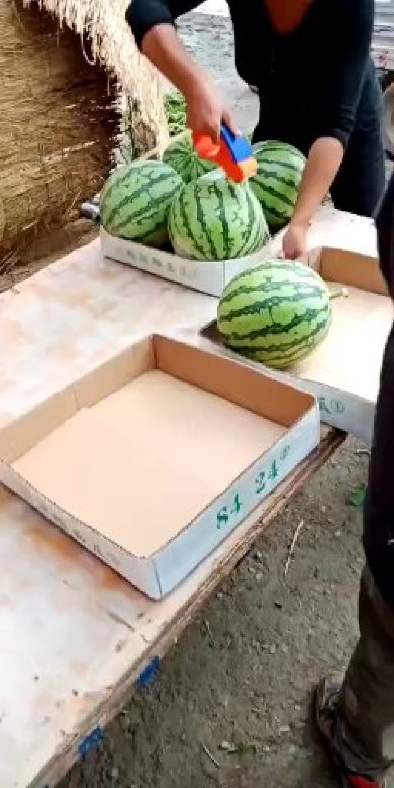 8424无籽有籽头茬高糖分西瓜14糖左右产地直发
