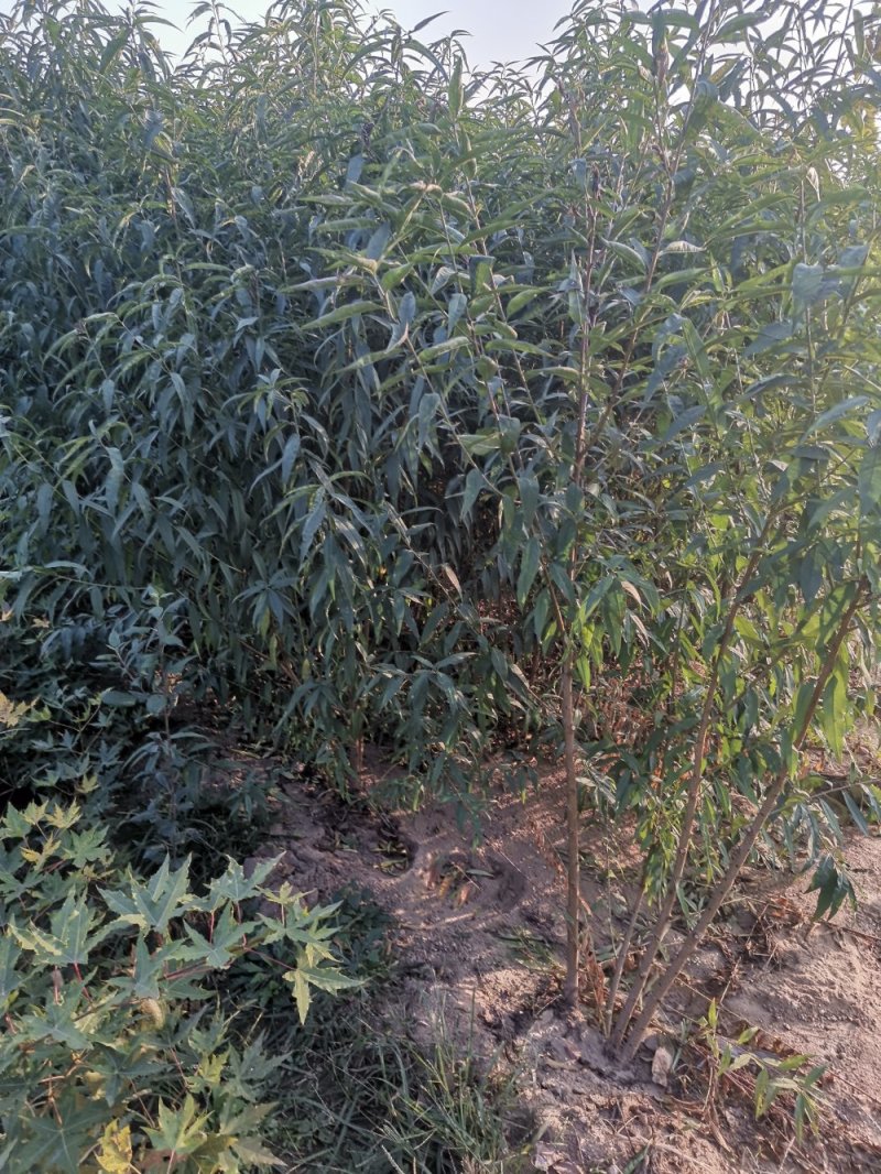 早酥红梨