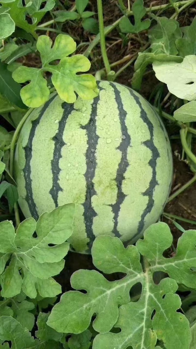 【冰糖麒麟西瓜大量供应】江苏徐州新沂头茬现货