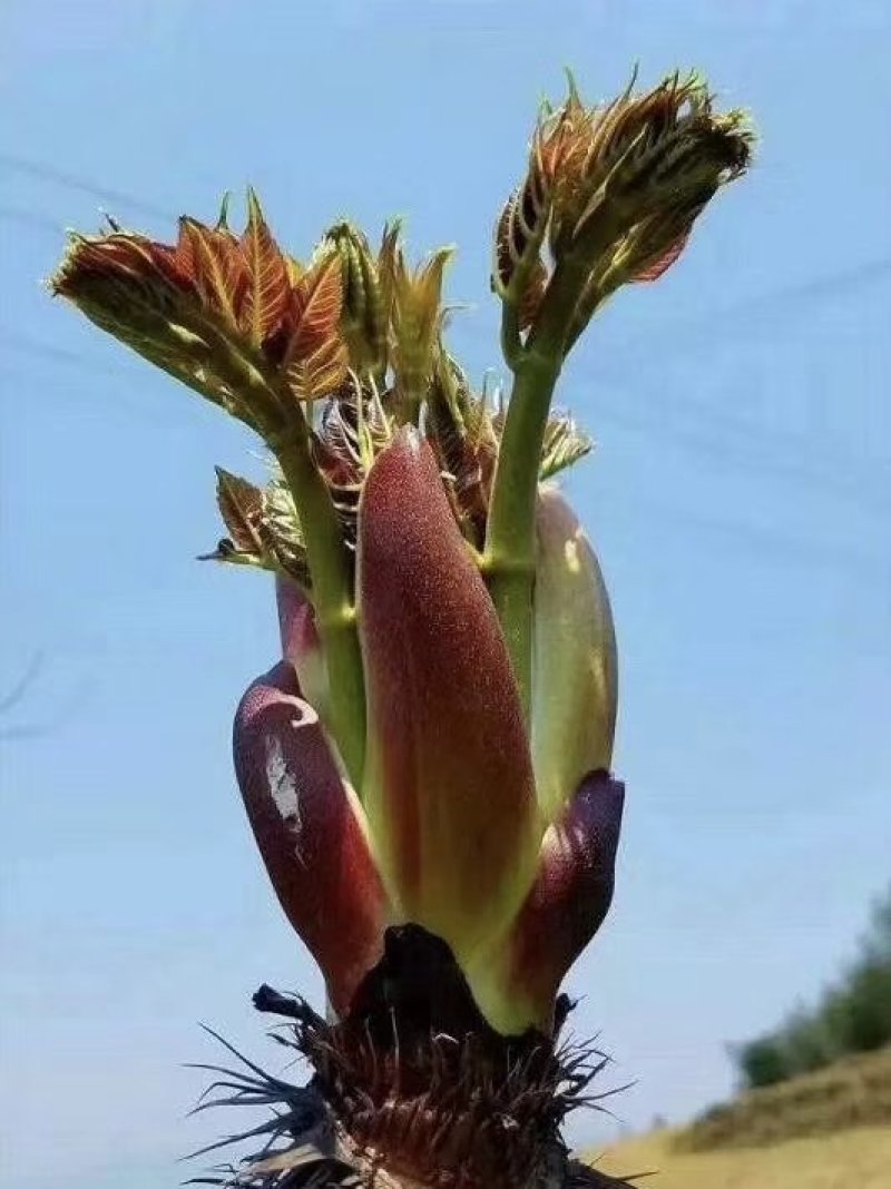 产地大量批发刺嫩芽苗刺龙芽苗刺脑包苗树头菜苗刺老芽种苗