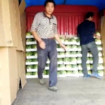 江苏8424精品头茬西瓜有籽无籽需要的联系
