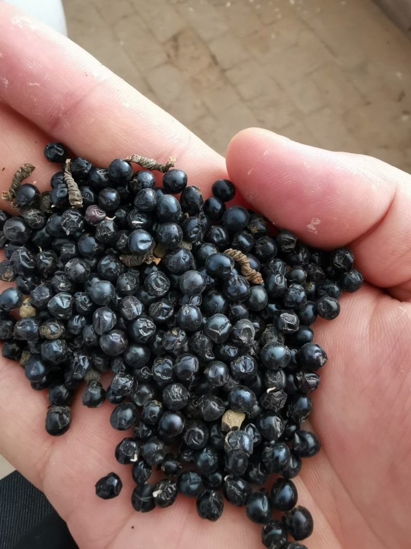 射干种子纯新射干种子射干籽包芽率包邮，可在线上交易