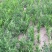 射干种子纯新射干种子射干籽包芽率包邮，可在线上交易