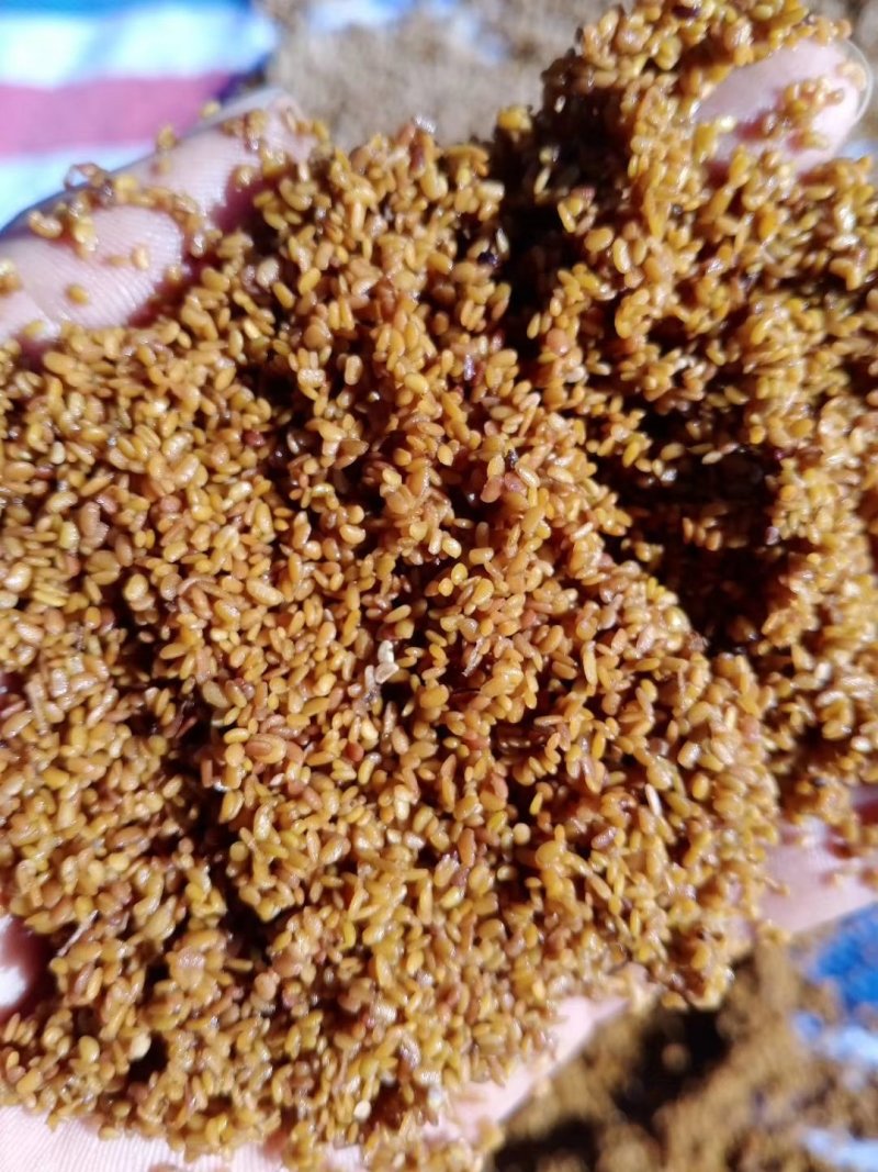 产地大量批发刺嫩芽苗刺龙芽苗刺脑包苗树头菜苗刺老芽种苗
