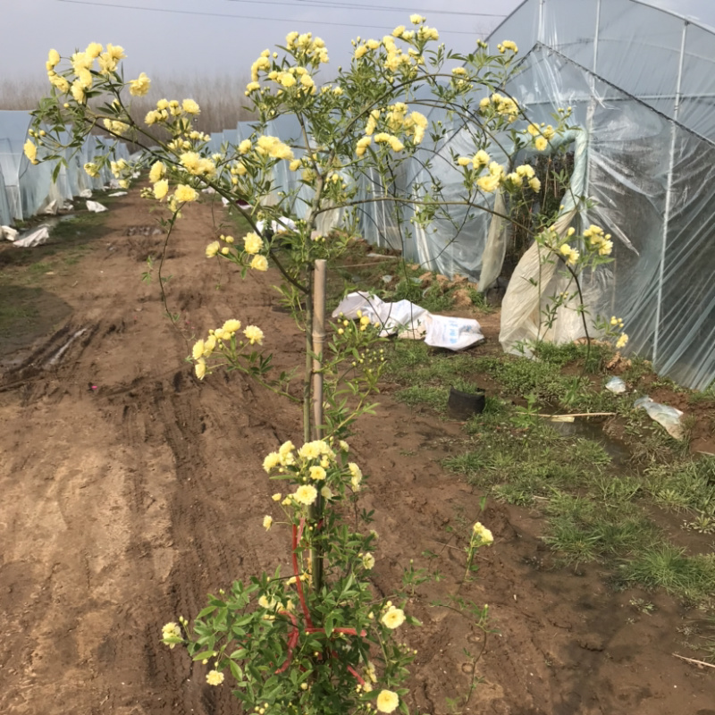 木香花爬藤浓香型香飘十里