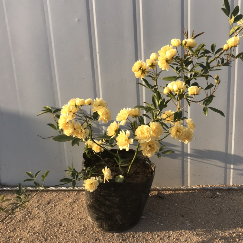 木香花爬藤浓香型香飘十里