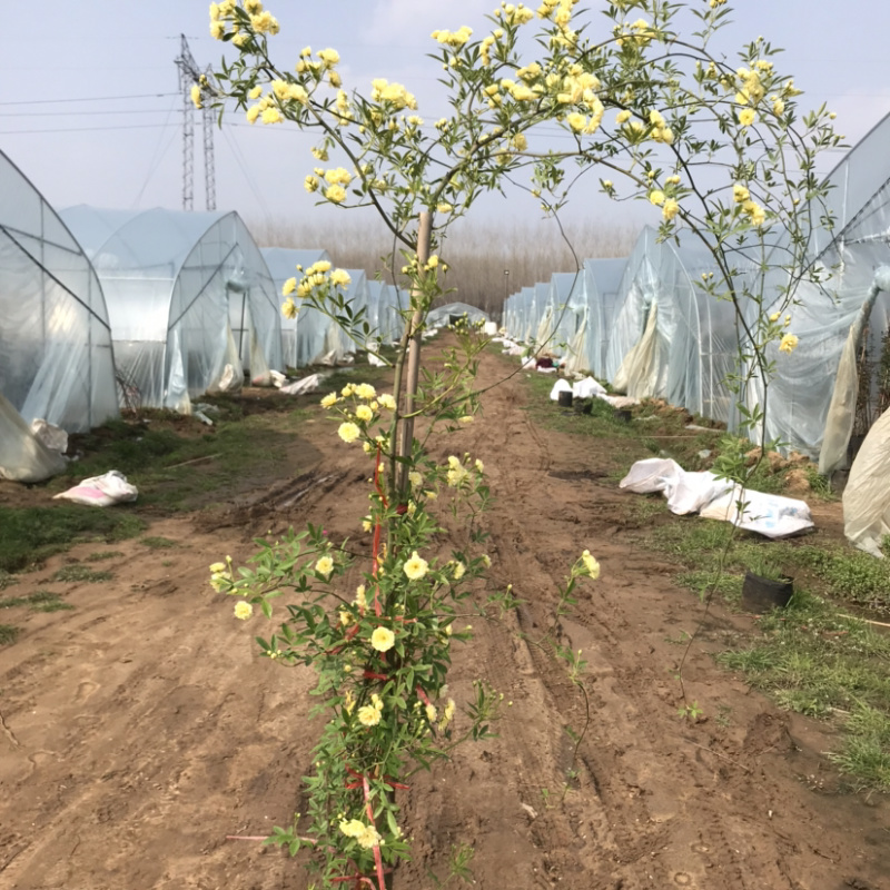 木香花爬藤浓香型香飘十里