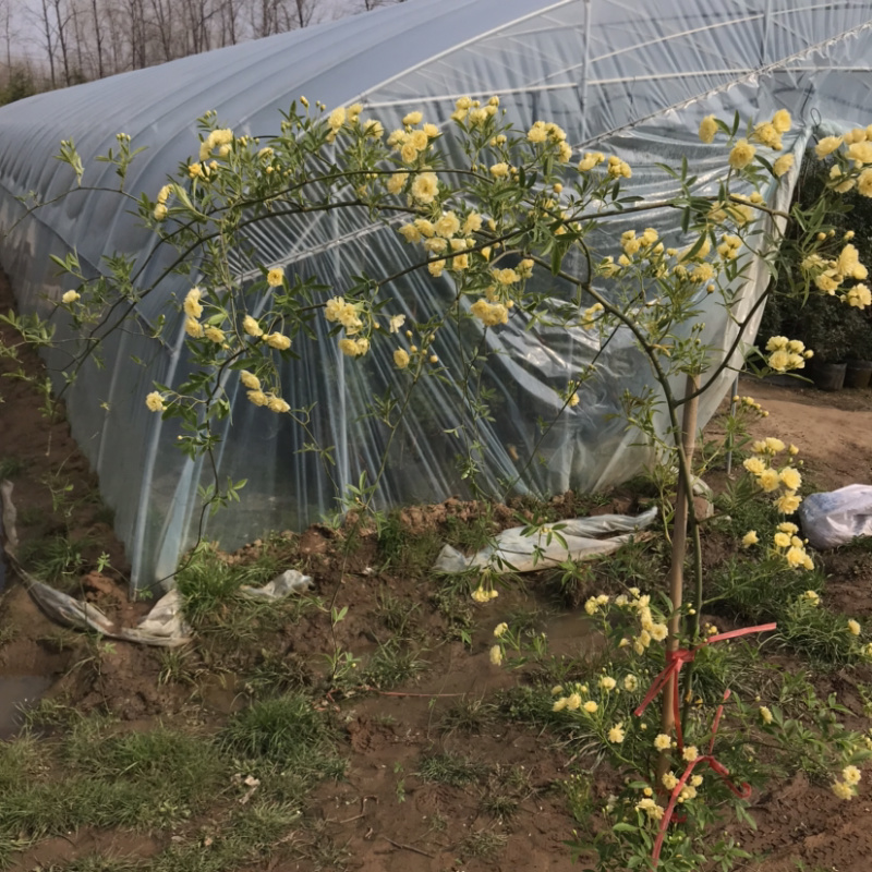 木香花爬藤浓香型香飘十里