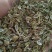 防风种子纯新种子防风籽包芽率包邮质量保证放心采购
