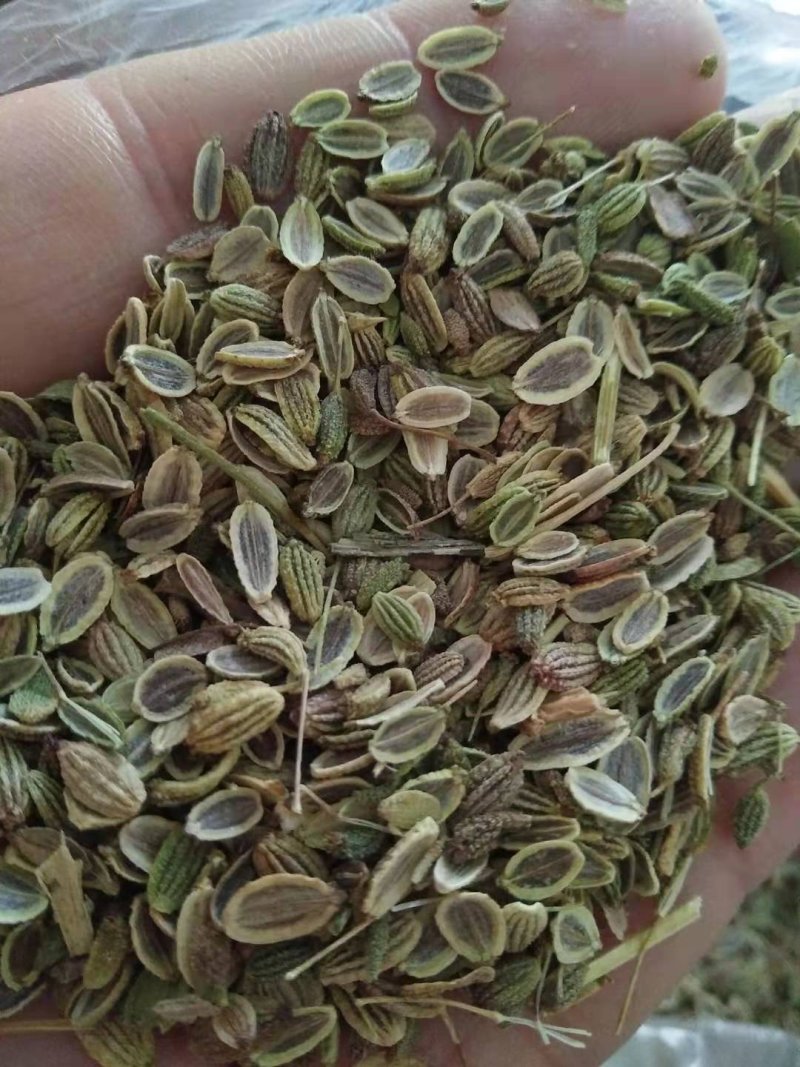 防风种子纯新种子防风籽包芽率包邮质量保证放心采购
