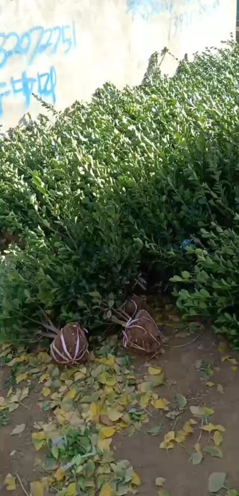基地直销常年供应金叶女贞球卫矛球大叶黄杨球红叶石楠球金森
