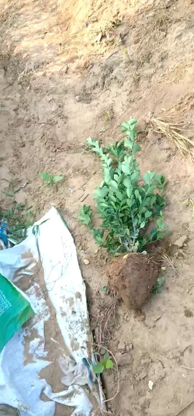 基地直销常年供应金叶女贞球卫矛球大叶黄杨球红叶石楠球金森