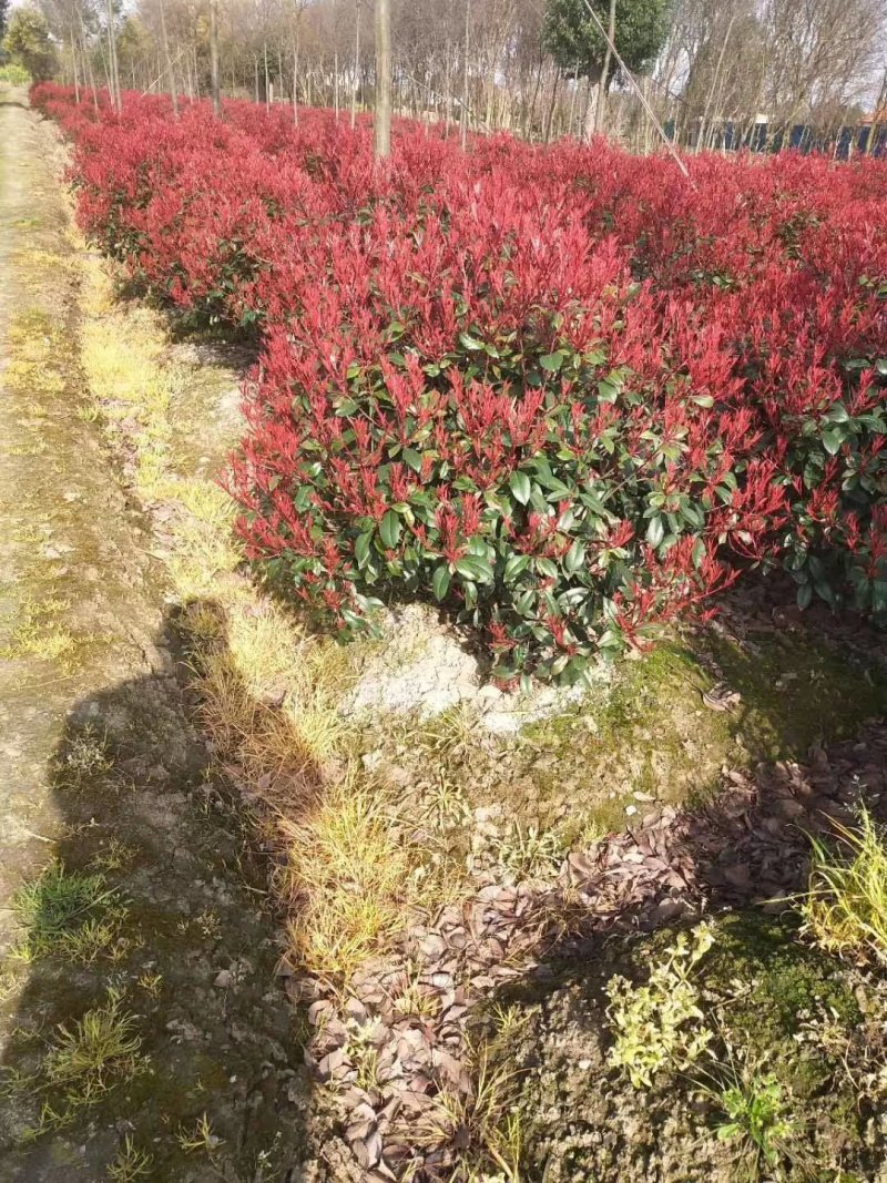 基地直销常年供应金叶女贞球卫矛球大叶黄杨球红叶石楠球金森