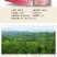 【无杂质】桃胶野生特级食用组合纯正桃花泪