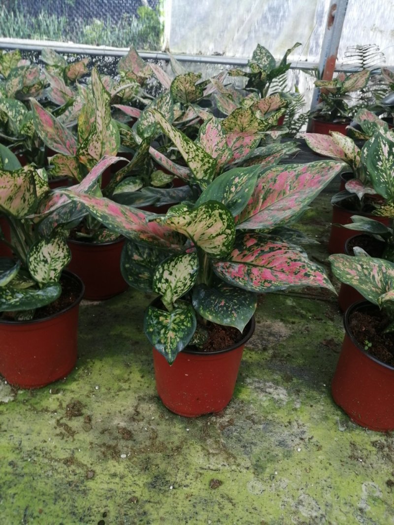 如意皇后盆栽植物室内水培吉祥花铜钱草观叶绿植火红万年