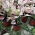 如意皇后盆栽植物室内水培吉祥花铜钱草观叶绿植火红万年