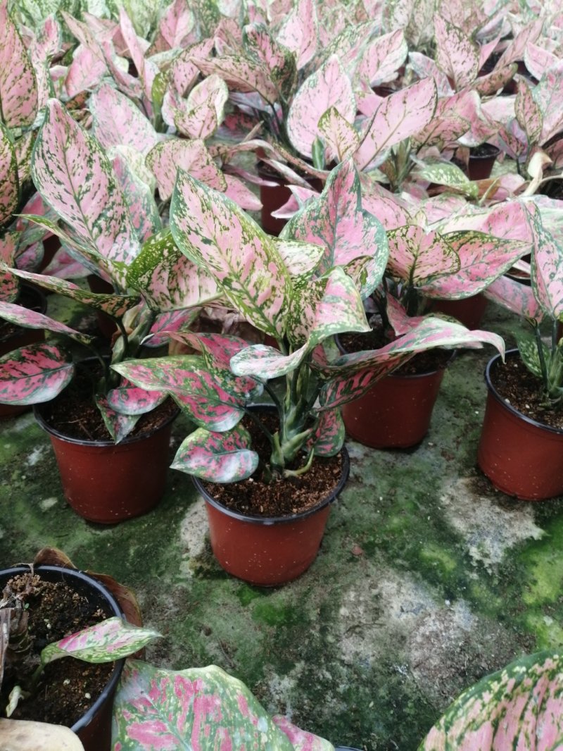 如意皇后盆栽植物室内水培吉祥花铜钱草观叶绿植火红万年