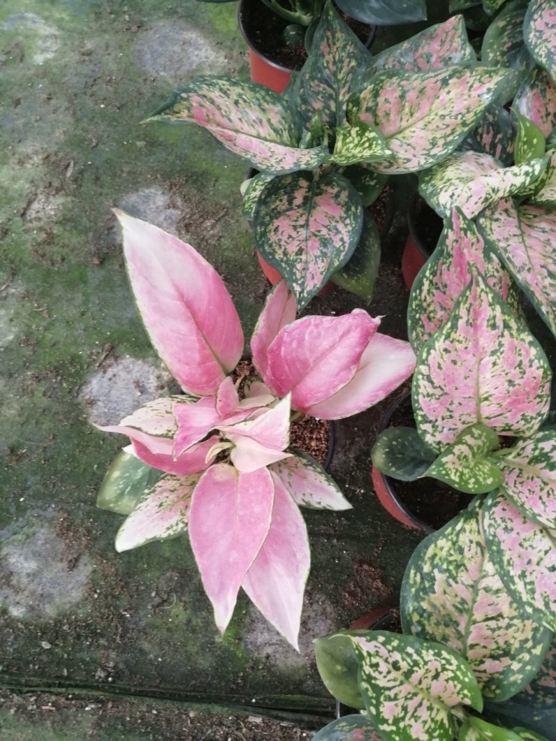 如意皇后盆栽植物室内水培吉祥花铜钱草观叶绿植火红万年