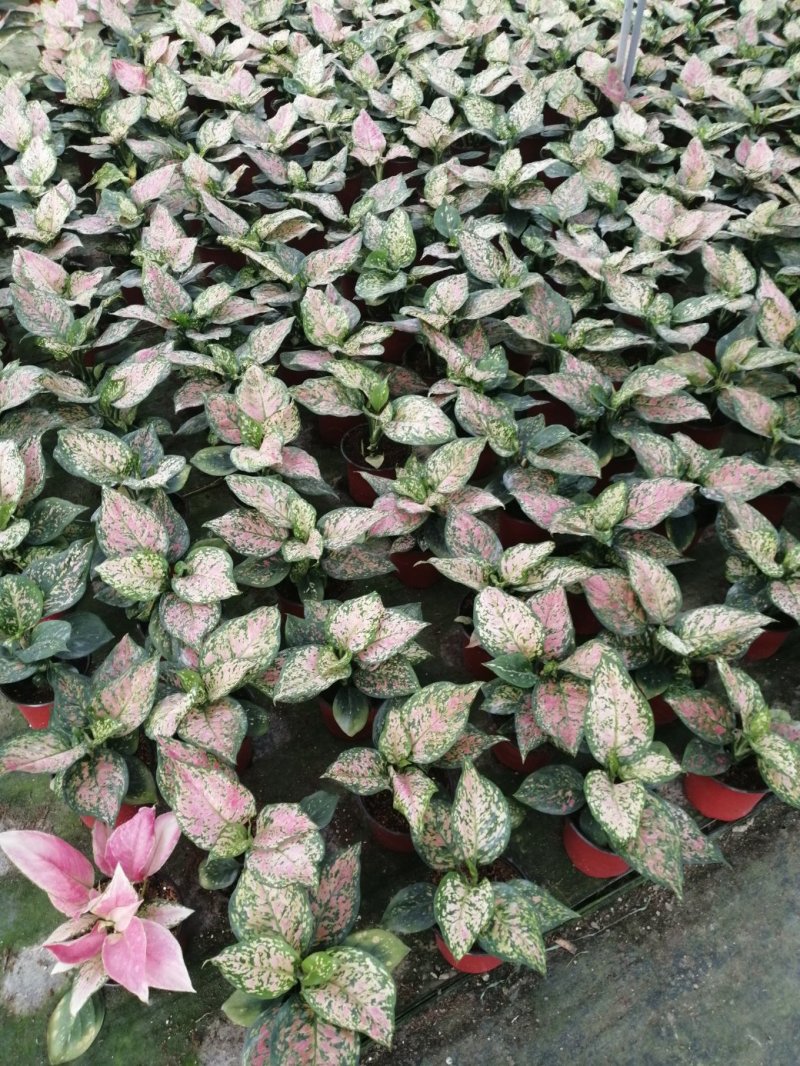 如意皇后盆栽植物室内水培吉祥花铜钱草观叶绿植火红万年