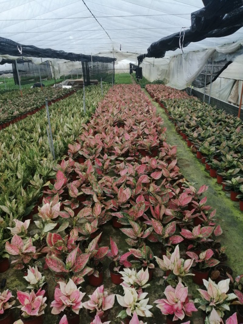 如意皇后盆栽植物室内水培吉祥花铜钱草观叶绿植火红万年