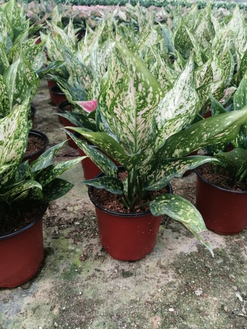 如意皇后盆栽植物室内水培吉祥花铜钱草观叶绿植火红万年