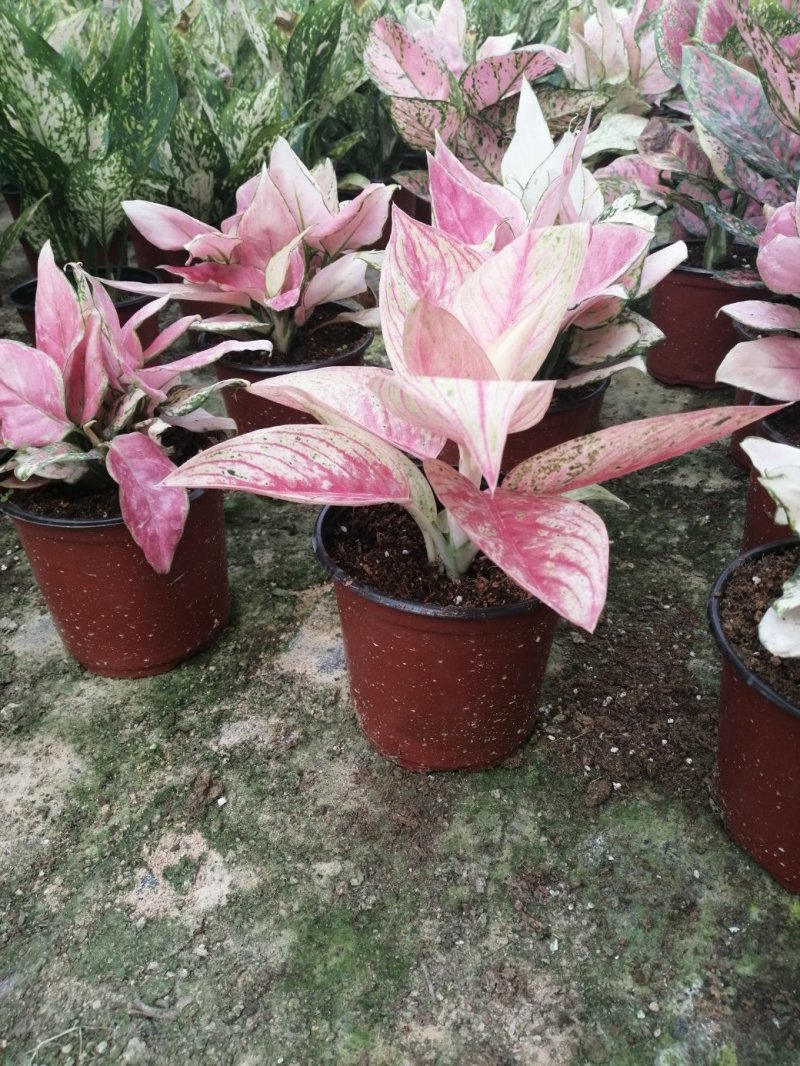 如意皇后盆栽植物室内水培吉祥花铜钱草观叶绿植火红万年
