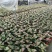 如意皇后盆栽植物室内水培吉祥花铜钱草观叶绿植火红万年