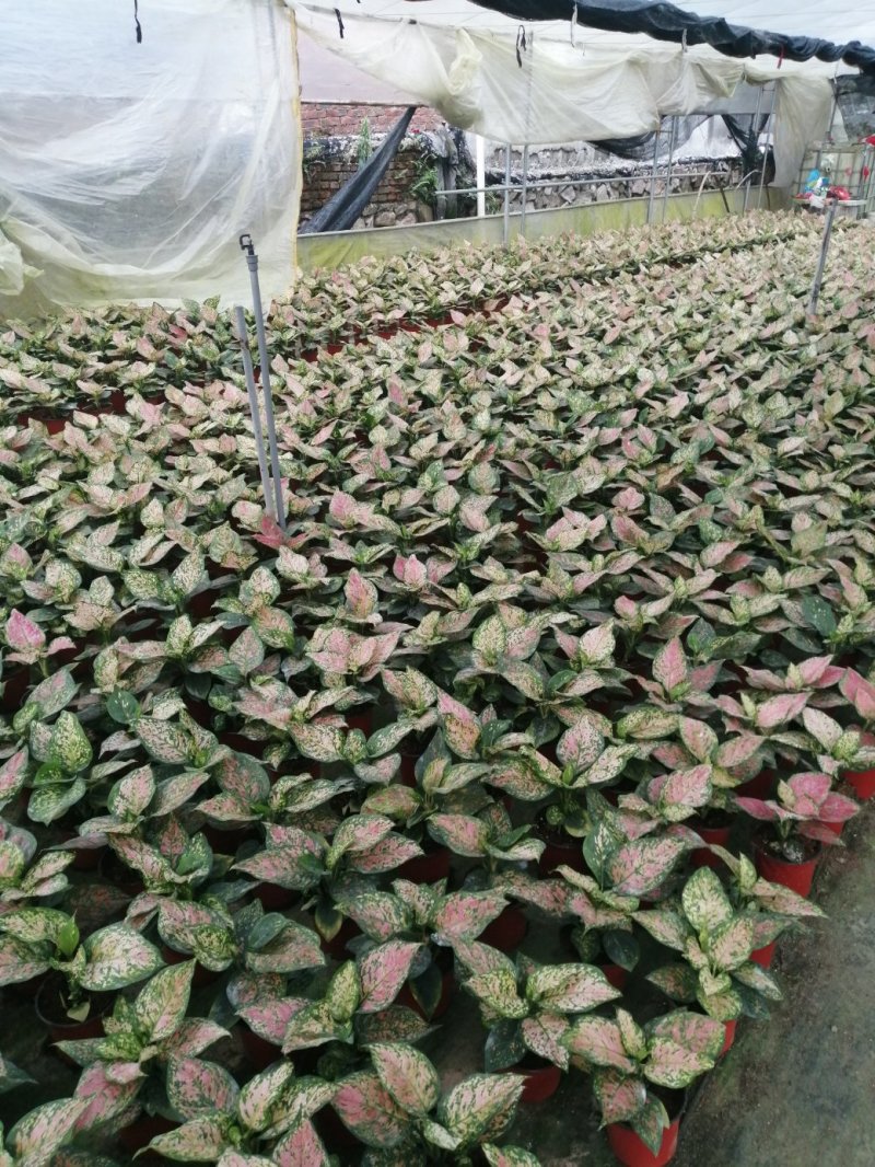 如意皇后盆栽植物室内水培吉祥花铜钱草观叶绿植火红万年