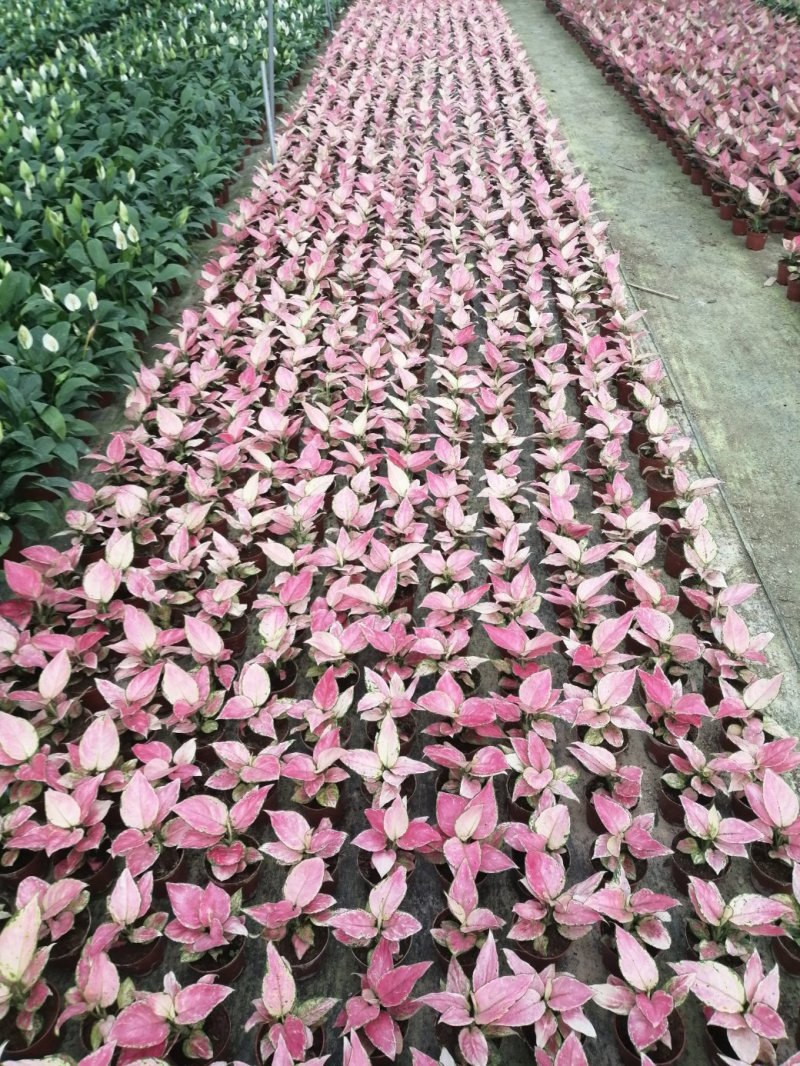 如意皇后盆栽植物室内水培吉祥花铜钱草观叶绿植火红万年