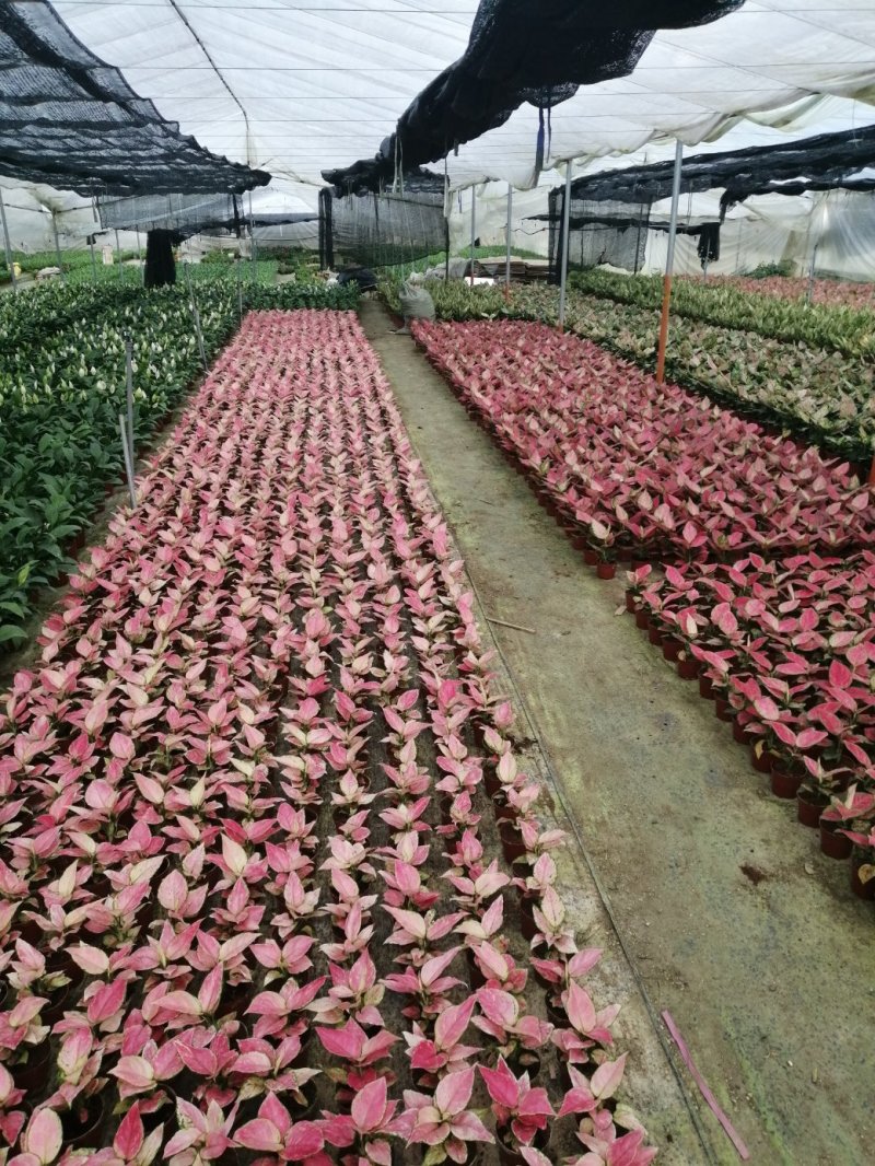 如意皇后盆栽植物室内水培吉祥花铜钱草观叶绿植火红万年