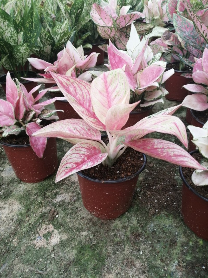 如意皇后盆栽植物室内水培吉祥花铜钱草观叶绿植火红万年