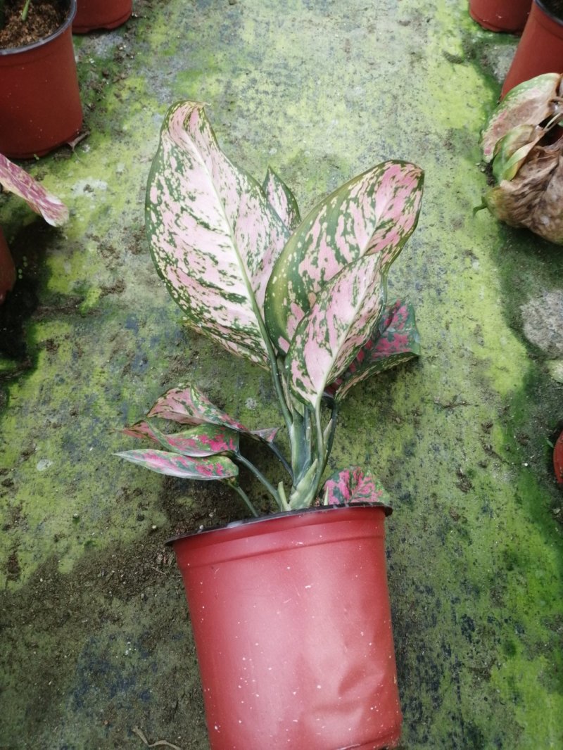 如意皇后盆栽植物室内水培吉祥花铜钱草观叶绿植火红万年