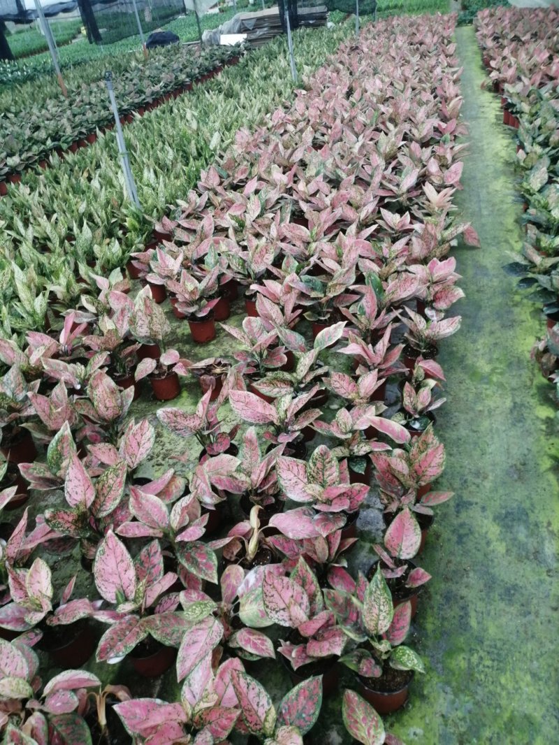 如意皇后盆栽植物室内水培吉祥花铜钱草观叶绿植火红万年