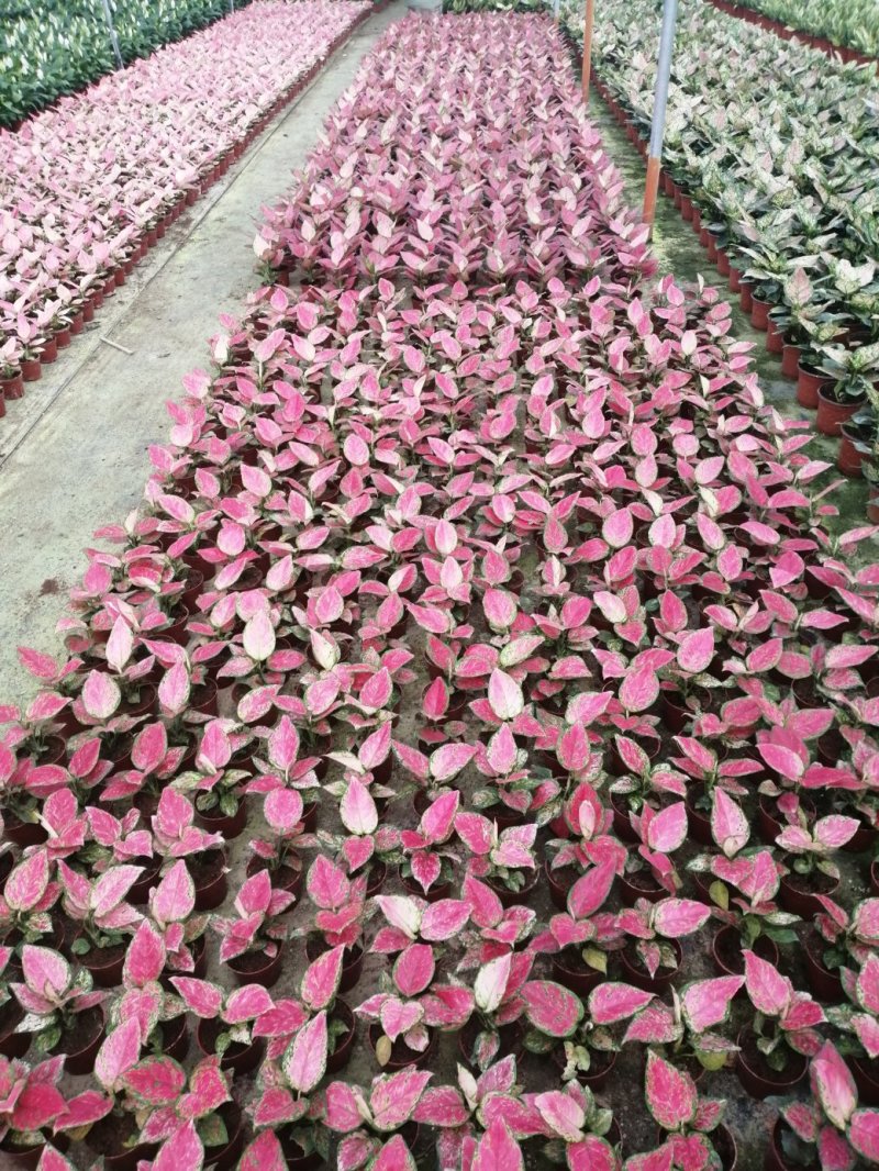如意皇后盆栽植物室内水培吉祥花铜钱草观叶绿植火红万年