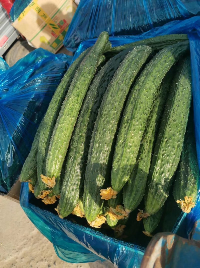 刺黄瓜22~25公分鲜花带刺，万亩黄瓜正在上市中。