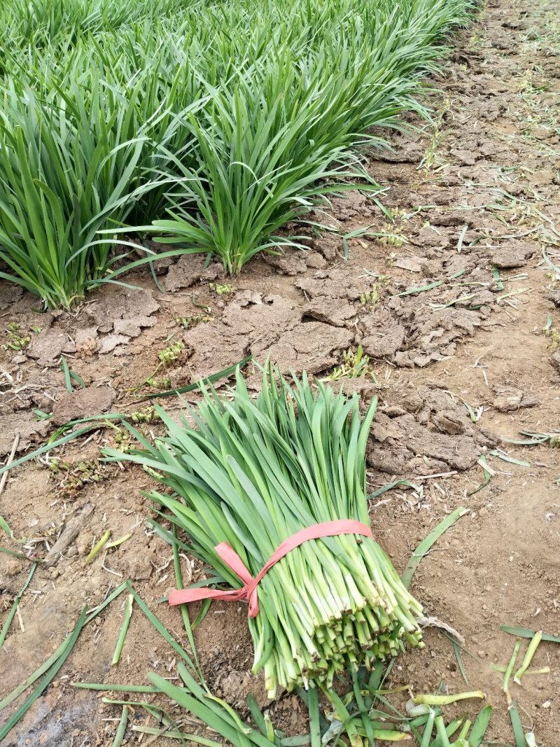 韭菜，宽叶韭菜，头茬上市没有干尖，地头装车