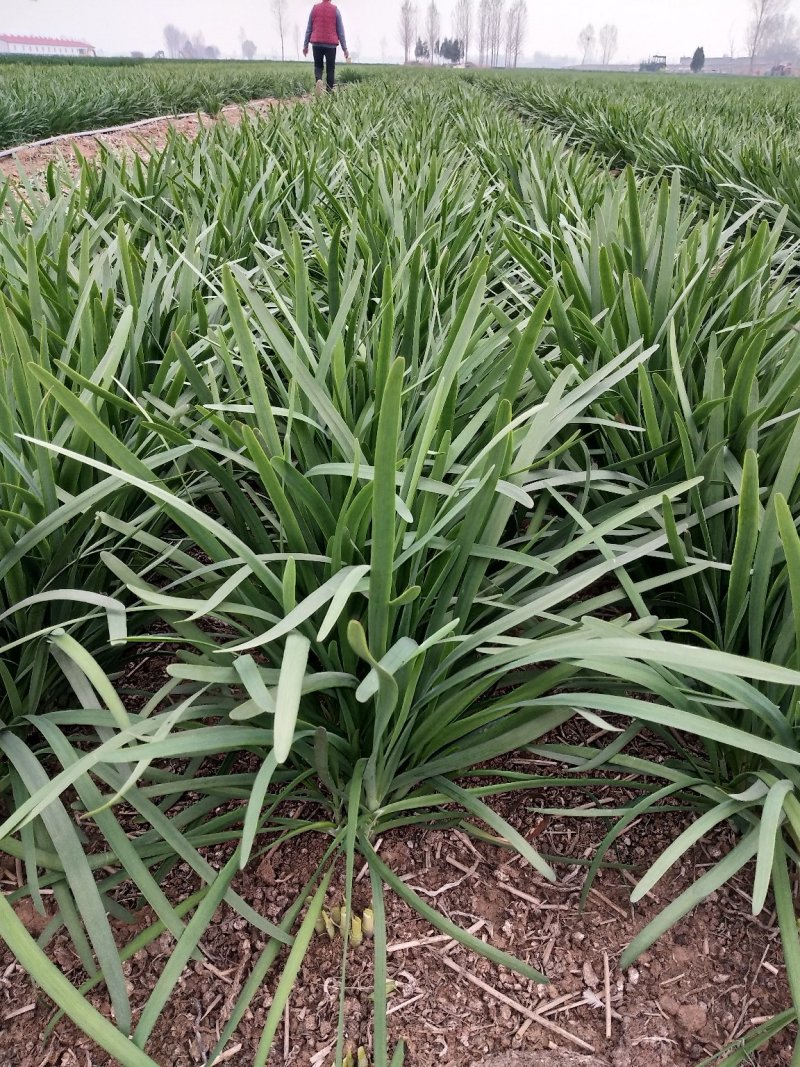 韭菜，宽叶韭菜，头茬上市没有干尖，地头装车