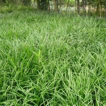 麦冬草中叶麦冬草四季常青园林绿化工程用苗常年供应