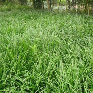 麦冬草中叶麦冬草四季常青园林绿化工程用苗常年供应