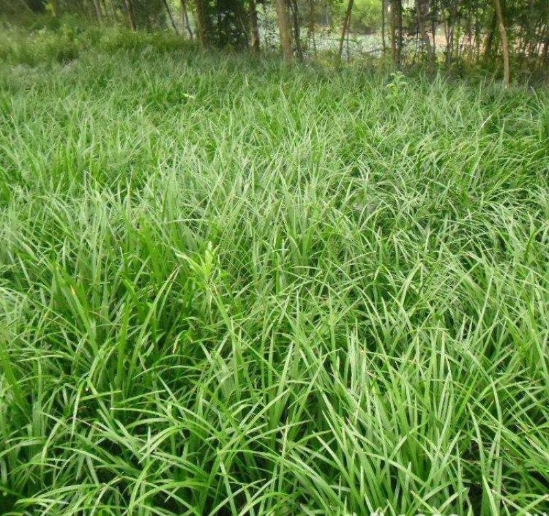 麦冬草中叶麦冬草四季常青园林绿化工程用苗常年供应