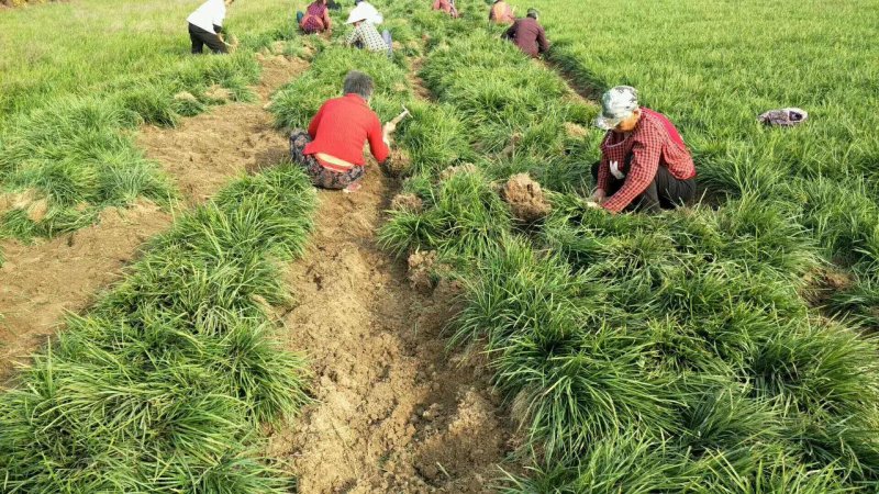 麦冬草中叶麦冬草四季常青园林绿化工程用苗常年供应