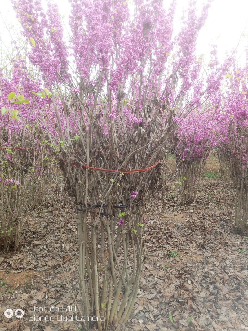 河南南阳供应丛生紫荆，精品丛生紫荆树，