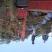 2/2.5一级油松