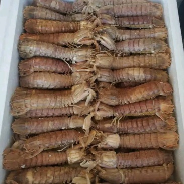 鲜活速冻皮皮虾速冻皮皮虾虾爬虾姑全母带黄皮皮虾