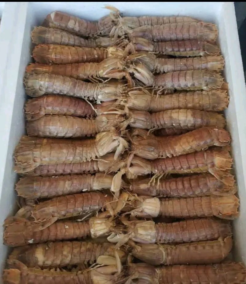 鲜活速冻皮皮虾速冻皮皮虾虾爬虾姑全母带黄皮皮虾