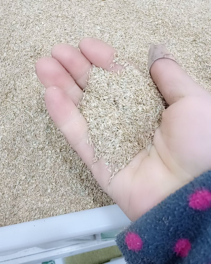 早熟禾种子净籽四季可播产量高每亩25/30斤